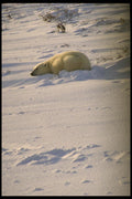 183079 Bear Asleep In Snow A4 Photo Print