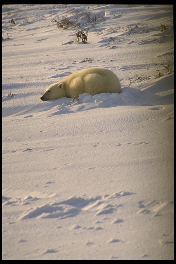 183079 Bear Asleep In Snow A4 Photo Print