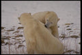 183081 Play fight Positions A4 Photo Print