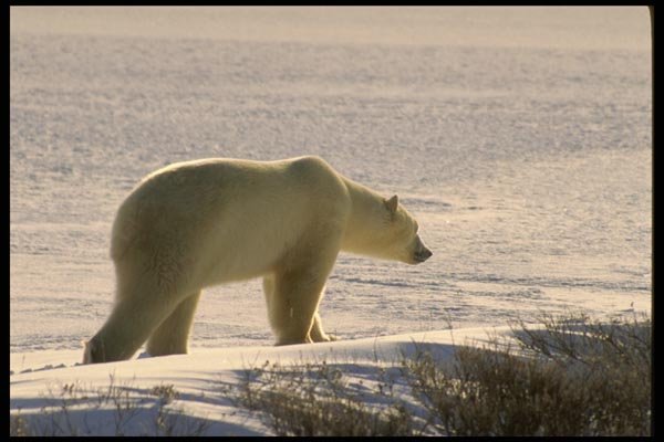 183082 Profile Of Alert Bear A4 Photo Print