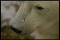 183083 Bear Snout A4 Photo Print
