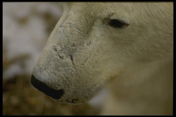 183083 Bear Snout A4 Photo Print
