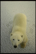 183084 Aerial View Of Bear A4 Photo Print