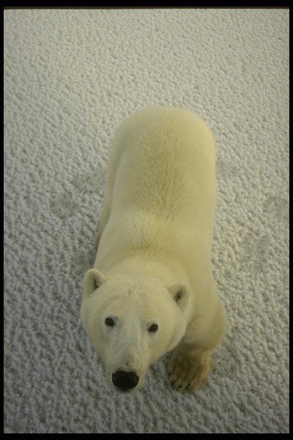 183084 Aerial View Of Bear A4 Photo Print