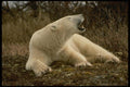183085 Yawning Male, Hudson Bay A4 Photo Print