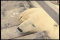 183086 Bear Breaking Into Building A4 Photo Print