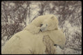 183087 Male Bears Fighting A4 Photo Print