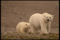 183088 Female With Cub, Baffin Island A4 Photo Print