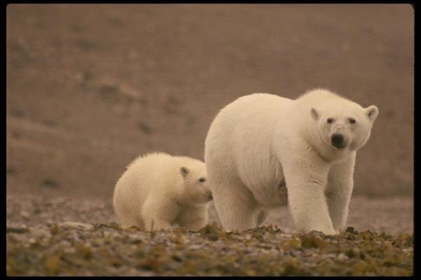 183088 Female With Cub, Baffin Island A4 Photo Print