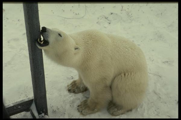 183090 Gnawing On Post, Churchill, Manitoba A4 Photo Print