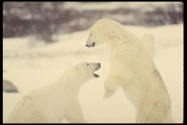 183091 Males Play Fighting A4 Photo Print