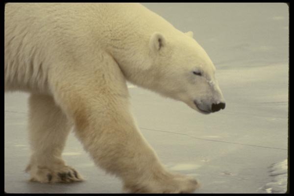 183092 Bear In Stride A4 Photo Print