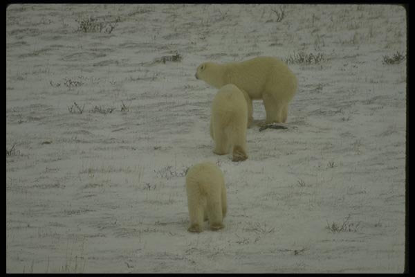183093 Female With Two Large Cubs A4 Photo Print
