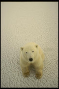 183094 Bear Seated On Ice A4 Photo Print