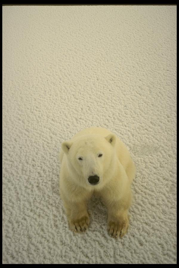 183094 Bear Seated On Ice A4 Photo Print
