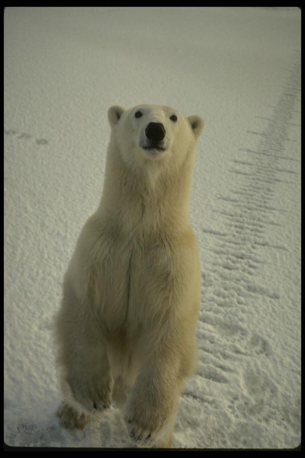 183095 Bear Standing And Attentive A4 Photo Print