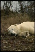 183096 Bear Snoozing A4 Photo Print