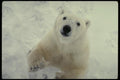 183097 Bear Standing close up A4 Photo Print