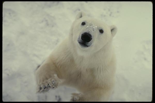 183097 Bear Standing close up A4 Photo Print