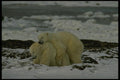 183098 Bears Mating A4 Photo Print
