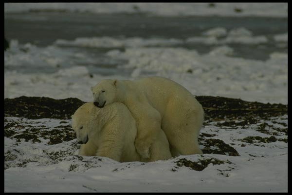 183098 Bears Mating A4 Photo Print