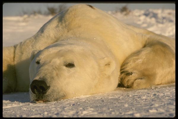 183099 Drugged Bear For Biological Research A4 Photo Print