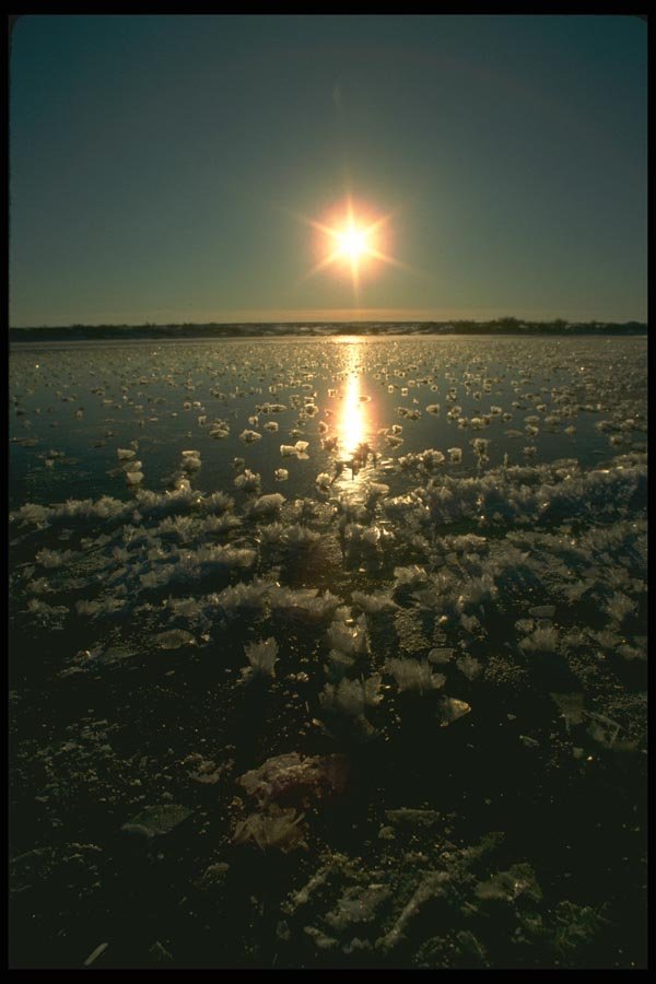 184001 Freshwater And Frost Flowers, Manitoba A4 Photo Print