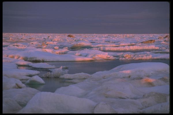 184014 Icebergs And Pack Ice, Ellesmere Island, N.W.T. A4 Photo Print