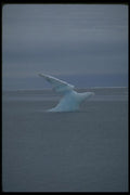 184024 Ice pan In Bird Shape A4 Photo Print