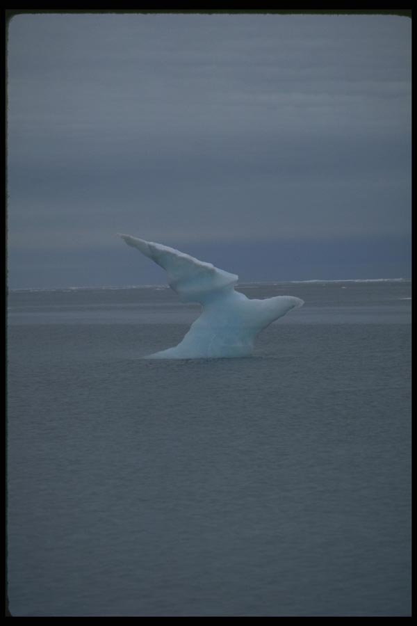 184024 Ice pan In Bird Shape A4 Photo Print