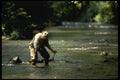 185002 Fly fisherman Landing Fish A4 Photo Print