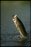 185012 Big Largemouth Bass hooked A4 Photo Print