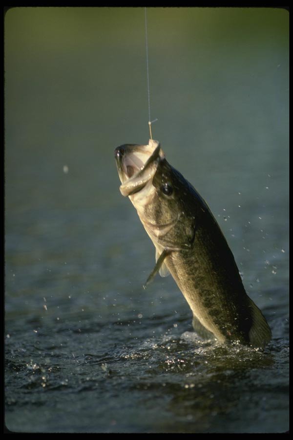 185012 Big Largemouth Bass hooked A4 Photo Print