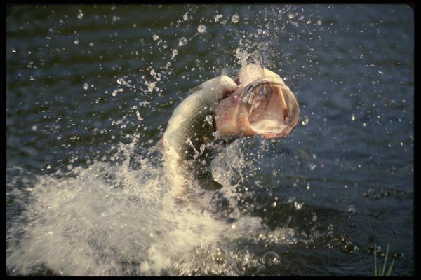 185020 Largemouth Bass fighting A4 Photo Print