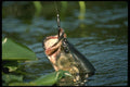 185022 Largemouth Bass hooked A4 Photo Print