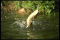 185023 Smallmouth Bass fighting A4 Photo Print