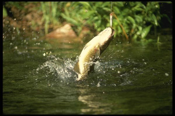 185023 Smallmouth Bass fighting A4 Photo Print