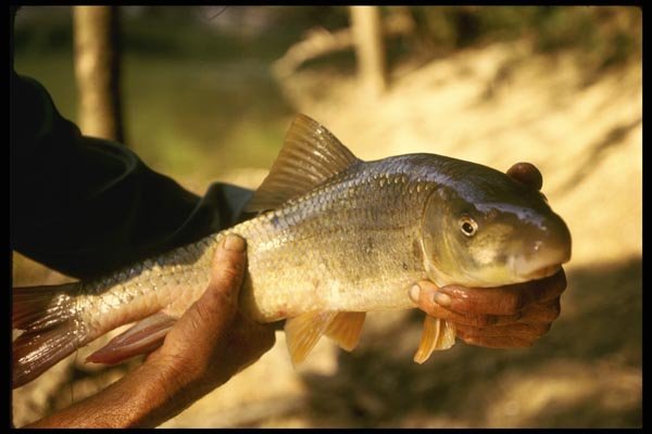 185024 Fisherman Holds Freshly caught Redhorse Sucker A4 Photo Print