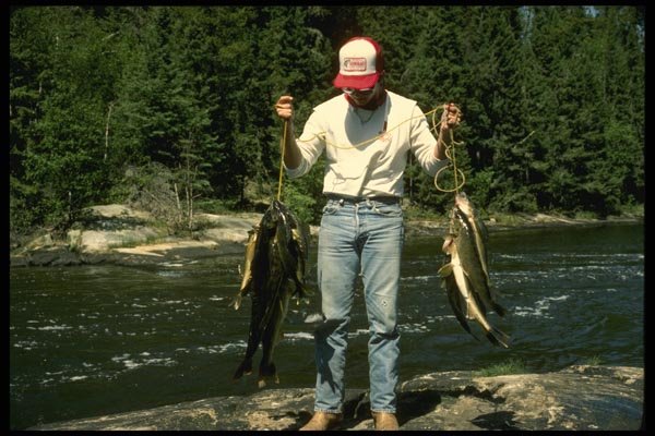 185029 Angler With Big Strings Of Walleye A4 Photo Print