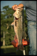 185031 Angler Holds Large Largemouth Bass A4 Photo Print