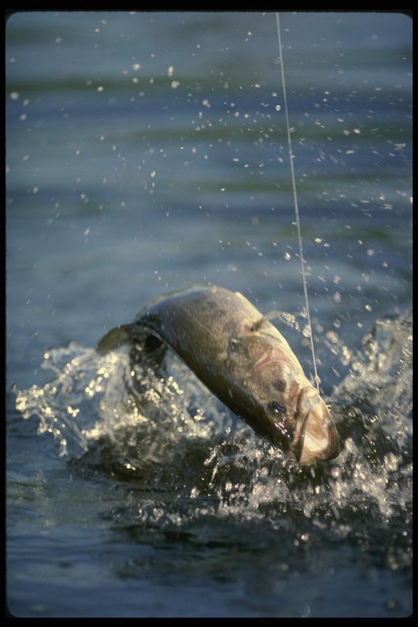 185033 Huge Largemouth Bass jumping A4 Photo Print