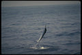 185045 White Marlin Jumping A4 Photo Print