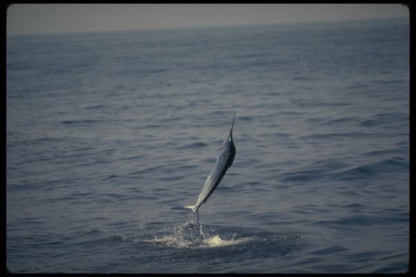 185045 White Marlin Jumping A4 Photo Print