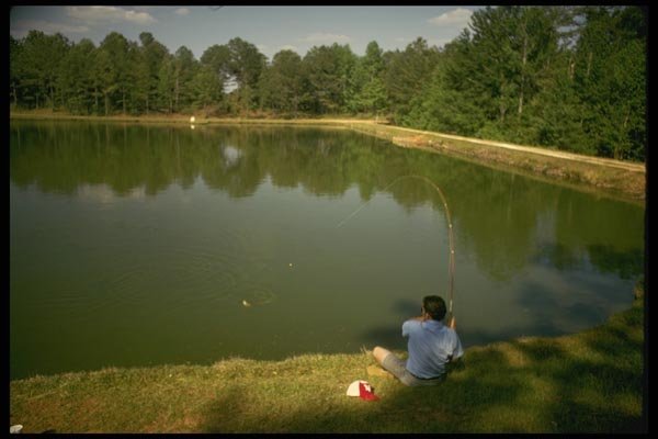 185047 Lazy Farm Fishing Pond In The South A4 Photo Print