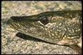 185050 Northern Pike head Study A4 Photo Print