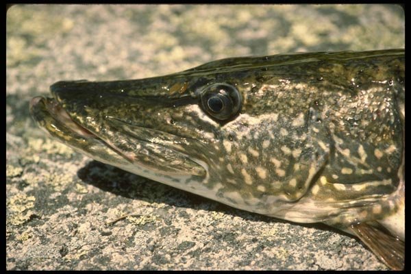 185050 Northern Pike head Study A4 Photo Print