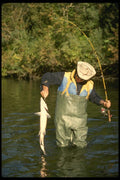 185057 Angler Shows Nice 14lb. Silver Or Coho Salmon A4 Photo Print