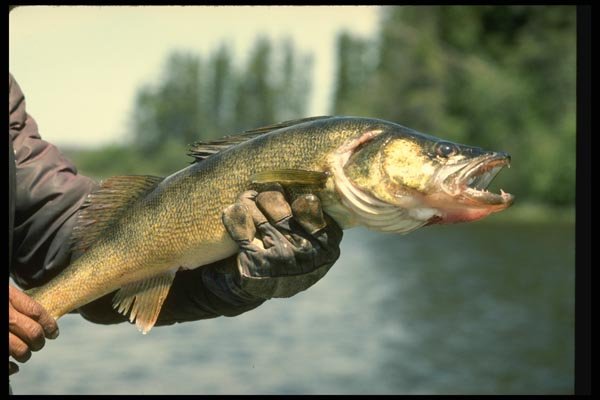 185061 Walleye 7lb. Fish A4 Photo Print