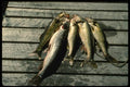 185066 Nice String Of Walleye And Northern Pike A4 Photo Print