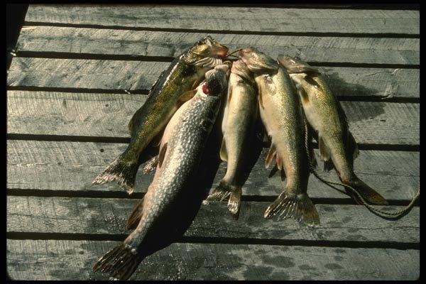 185066 Nice String Of Walleye And Northern Pike A4 Photo Print
